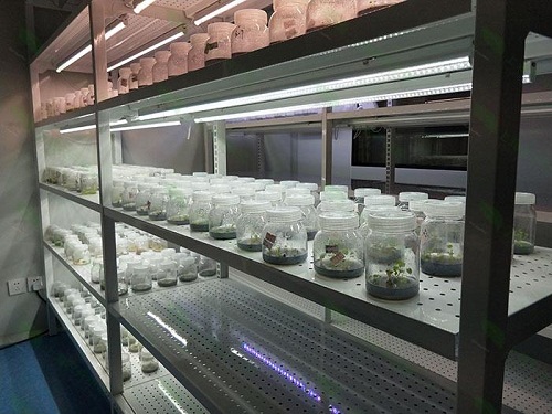 桦南植物组织培养实验室设计建设方案